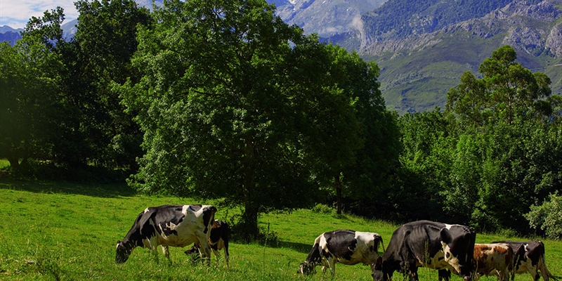 Navarra destina 120.000 euros a compensar dificultades en la recogida de leche