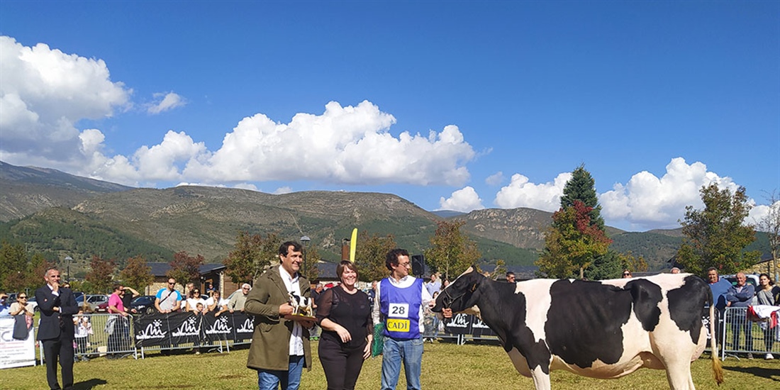La Borda Redrock 411-502, de La Borda (Afauc), Vaca Gran Campeona del...