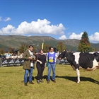 La Borda Redrock 411-502, de La Borda (Afauc), Vaca Gran Campeona del Concurso de la Raza Frisona de Bellver de Cerdanya 2022