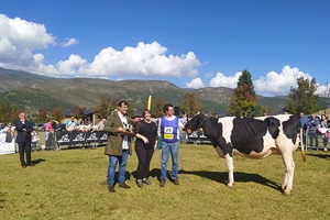 La Borda Redrock 411-502, de La Borda (Afauc), Vaca Gran Campeona del Concurso de la Raza Frisona de Bellver de Cerdanya 2022