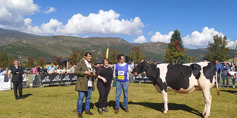 La Borda Redrock 411-502, de La Borda (Afauc), Vaca Gran Campeona del Concurso de la Raza Frisona de Bellver de Cerdanya 2022