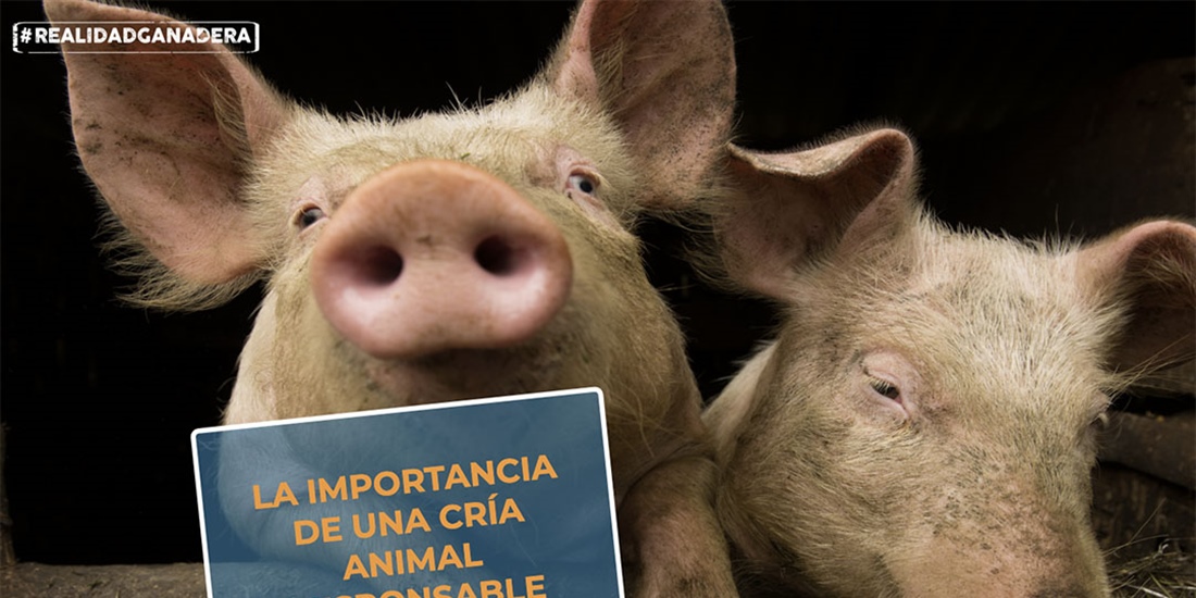 #RealidadGanadera: La importancia de una cra animal responsable