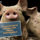 #RealidadGanadera: La importancia de una cra animal responsable