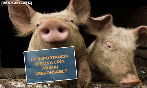 #RealidadGanadera: La importancia de una cría animal responsable