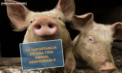 #RealidadGanadera: La importancia de una cra animal responsable