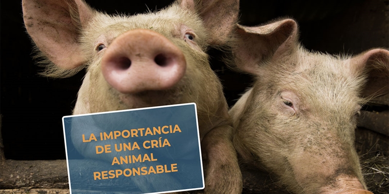 #RealidadGanadera: La importancia de una cra animal responsable