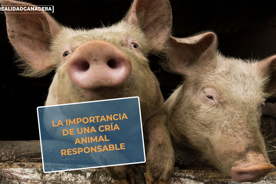 #RealidadGanadera: La importancia de una cra animal responsable