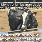 El bienestar en las granjas de vacuno de leche (IX): El estrs calrico (3): Sntomas y consecuencias