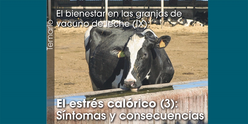 El bienestar en las granjas de vacuno de leche (IX): El estrés calórico (3): Síntomas y consecuencias