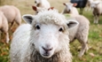 #RealidadGanadera: Proyecto “Life Green Sheep”: reducción de huella de carbono en ganadería ovina
