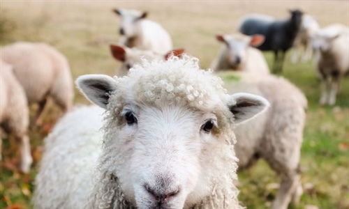 #RealidadGanadera: Proyecto Life Green Sheep: reduccin de huella de...