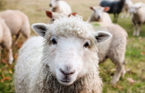 #RealidadGanadera: Proyecto “Life Green Sheep”: reducción de huella de...
