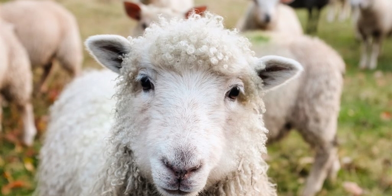 #RealidadGanadera: Proyecto Life Green Sheep: reduccin de huella de carbono en ganadera ovina
