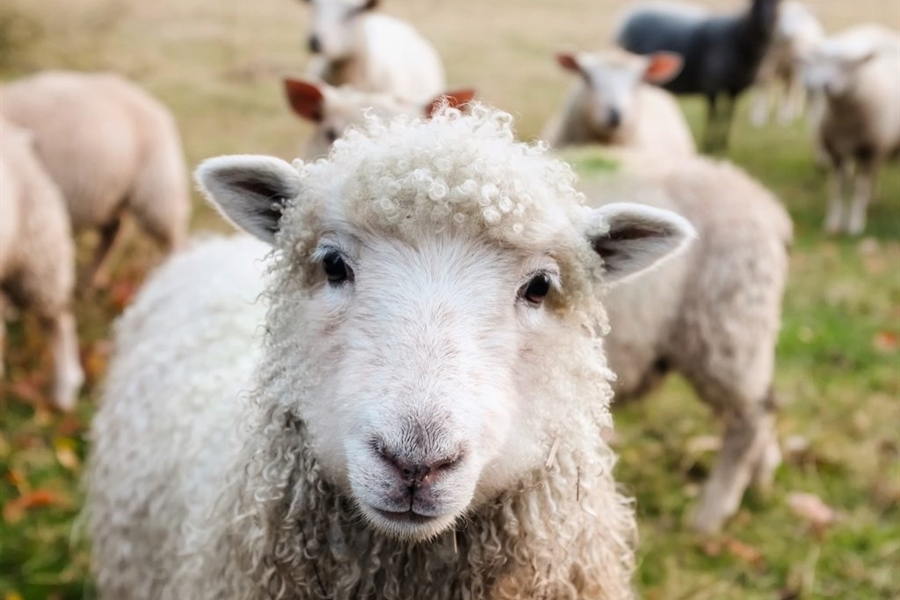 #RealidadGanadera: Proyecto “Life Green Sheep”: reducción de huella de...