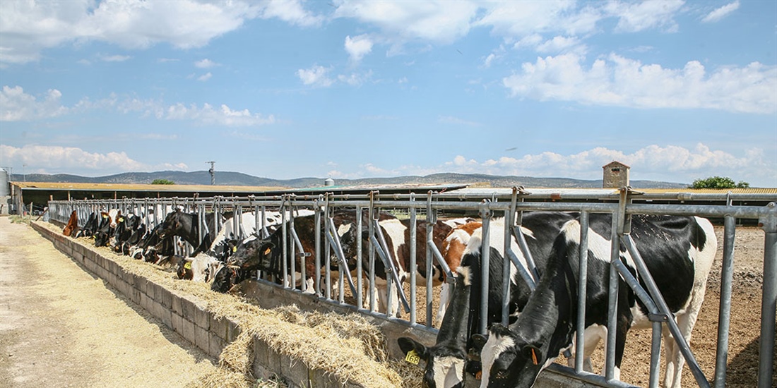 Aprobada una normativa que refuerza la sanidad y proteccin de los...