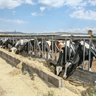 Aprobada una normativa que refuerza la sanidad y proteccin de los animales durante el transporte