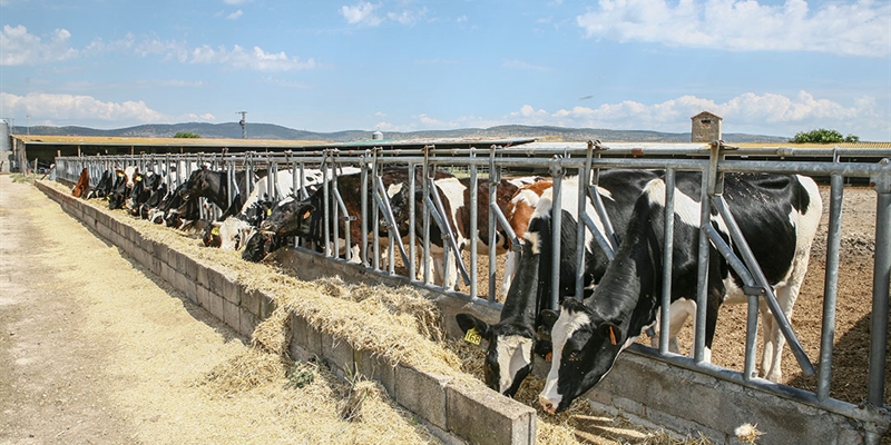 Aprobada una normativa que refuerza la sanidad y proteccin de los animales durante el transporte