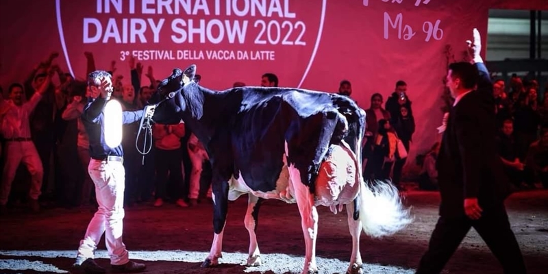 Llinde Ariel Jordan, Vaca Campeona Suprema del Concurso Internacional de Cremona 2022