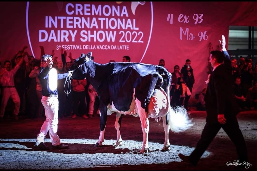 Llinde Ariel Jordan, Vaca Campeona Suprema del Concurso Internacional...