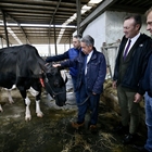 Máxima distinción de Cantabria a la ganadería SAT Ceceño como reconocimiento al sector ganadero y a “la mejor vaca de Europa”