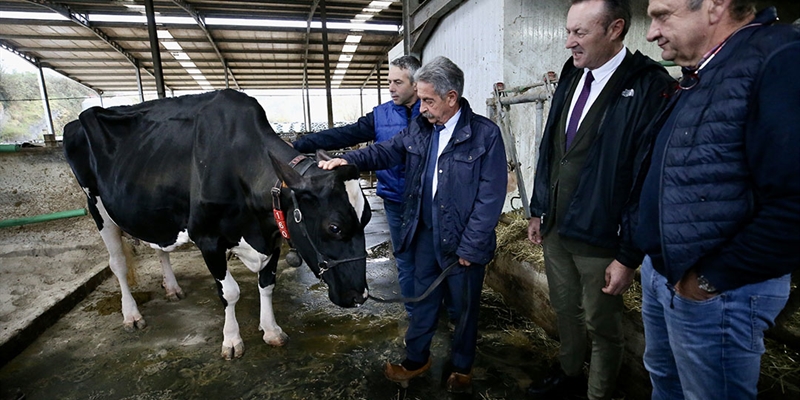 Máxima distinción de Cantabria a la ganadería SAT Ceceño como reconocimiento al sector ganadero y a “la mejor vaca de Europa”
