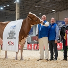 Blondin Rd Unstopabull Maple-Red, Vaca Campeona Suprema de Canad 2022