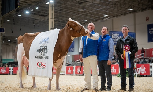 Blondin Rd Unstopabull Maple-Red, Vaca Campeona Suprema de Canad 2022