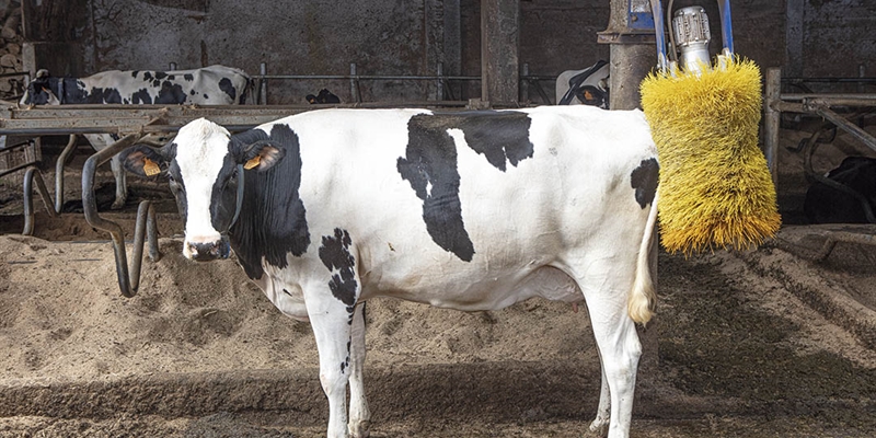 #RealidadGanadera: ¿Qué es la ganadería intensiva?
