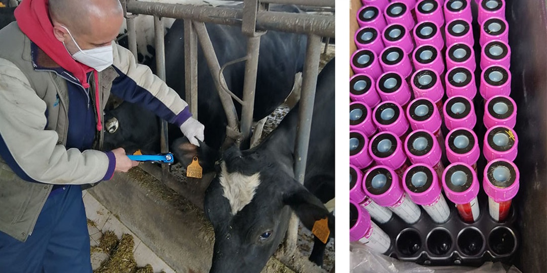 Finaliza el genotipado de vacas del proyecto GO_ISAB