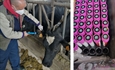 Finaliza el genotipado de vacas del proyecto GO_ISAB