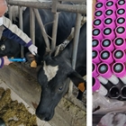 Finaliza el genotipado de vacas del proyecto GO_ISAB