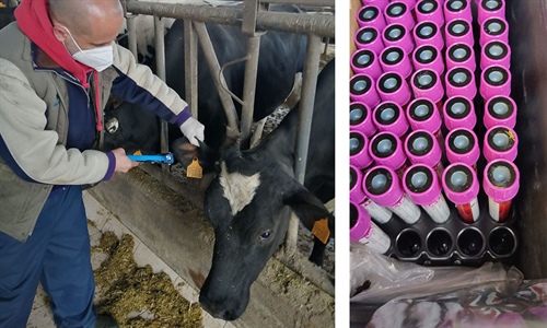 Finaliza el genotipado de vacas del proyecto GO_ISAB