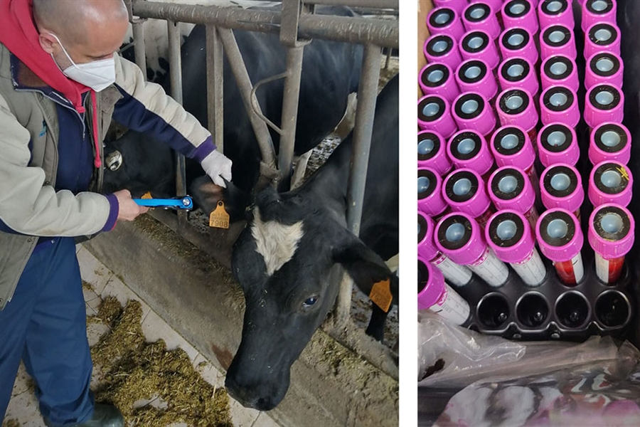 Finaliza el genotipado de vacas del proyecto GO_ISAB