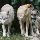 La Comunidad de Madrid convoca ayudas a la ganadera para prevenir los ataques de lobo