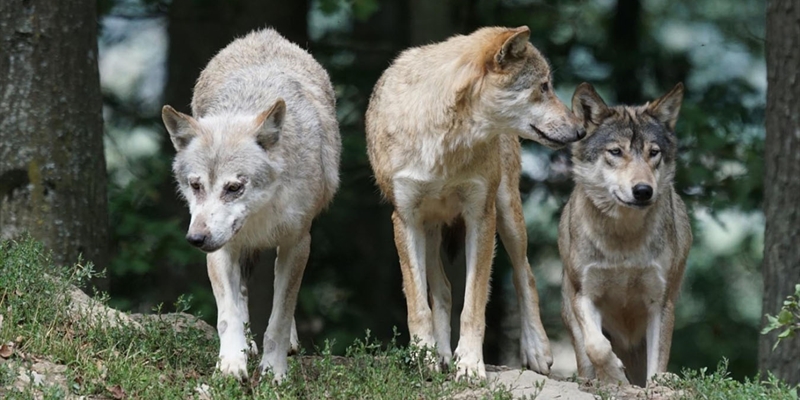 La Comunidad de Madrid convoca ayudas a la ganadera para prevenir los ataques de lobo