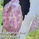 Una granja con problemas