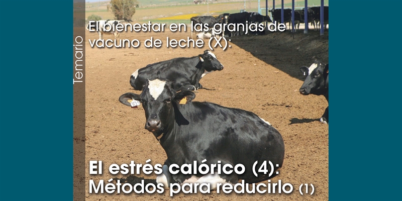 El bienestar en las granjas de vacuno de leche (X): El estrés calórico (4): Métodos para reducirlo (1)