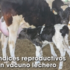 Índices reproductivos en vacuno lechero