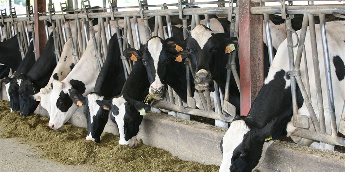 #RealidadGanadera: No hay competencia por los alimentos entre el ganado...