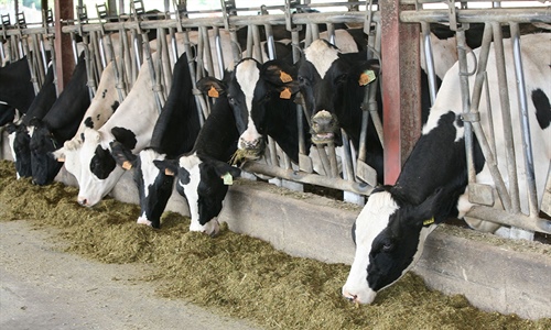 #RealidadGanadera: No hay competencia por los alimentos entre el ganado...