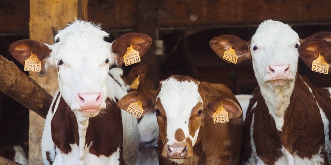 #RealidadGanadera: La ganadera no es cruel y la produccin de carne no...