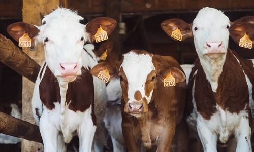 #RealidadGanadera: La ganadera no es cruel y la produccin de carne no...