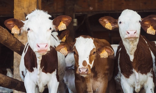 #RealidadGanadera: La ganadera no es cruel y la produccin de carne no...