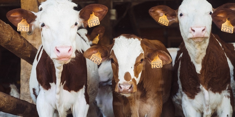 #RealidadGanadera: La ganadera no es cruel y la produccin de carne no es un asesinato