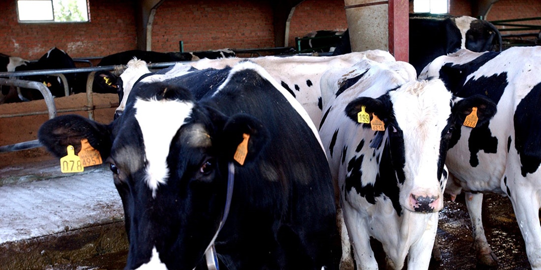 La Unin Europea declara libre de tuberculosis bovina a Baleares,...