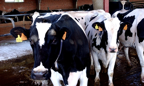 La Unin Europea declara libre de tuberculosis bovina a Baleares,...