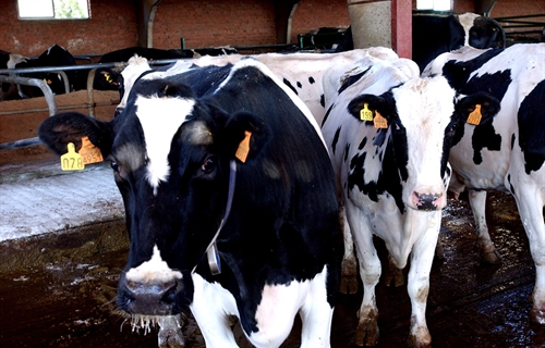 La Unin Europea declara libre de tuberculosis bovina a Baleares,...