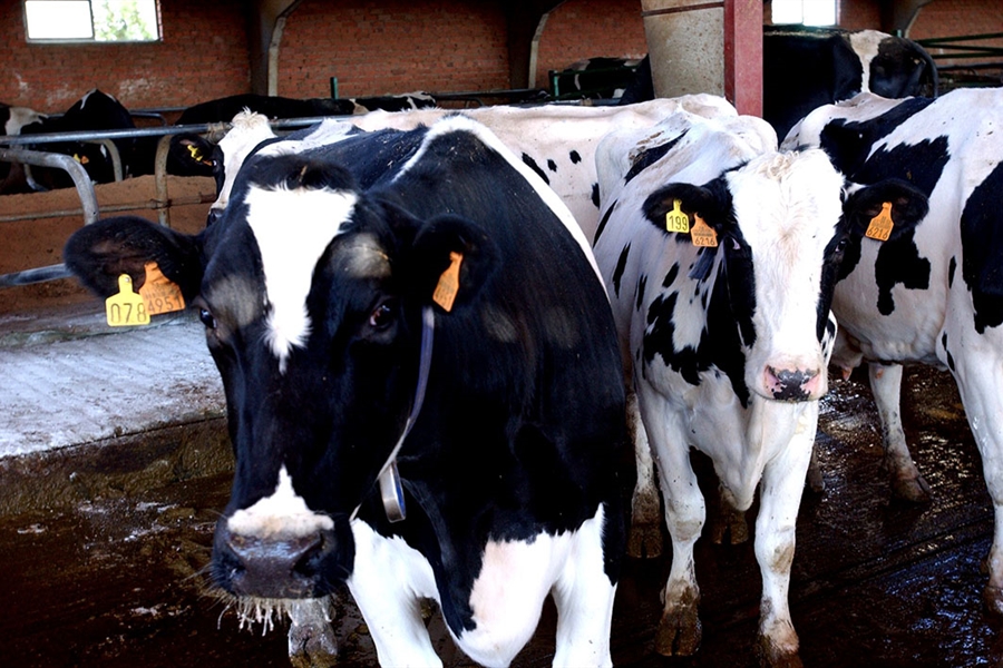 La Unin Europea declara libre de tuberculosis bovina a Baleares,...