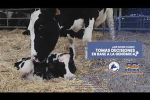 Qu sucede cuando tomas decisiones basndote en la genmica en tu ganadera de vacuno lechero?
