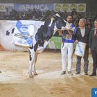 Rey 814 Beemer Yuri, elegida Vaca Gran Campeona de Galicia FEFRIGA 2023